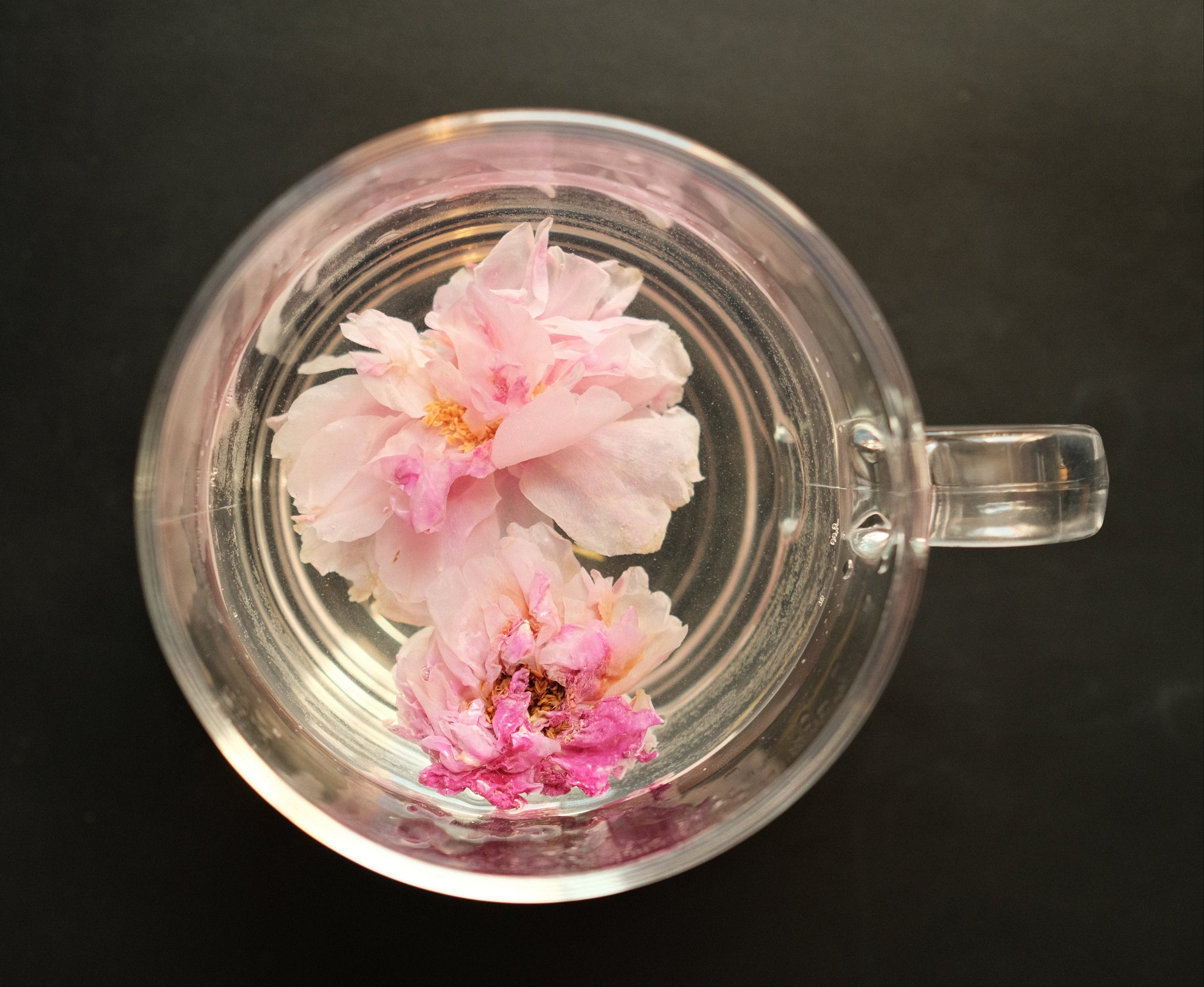 Blooming roses, captured in a single cup